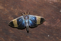 Pilocrocis xanthozonalis