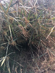 Cyperus sexangularis