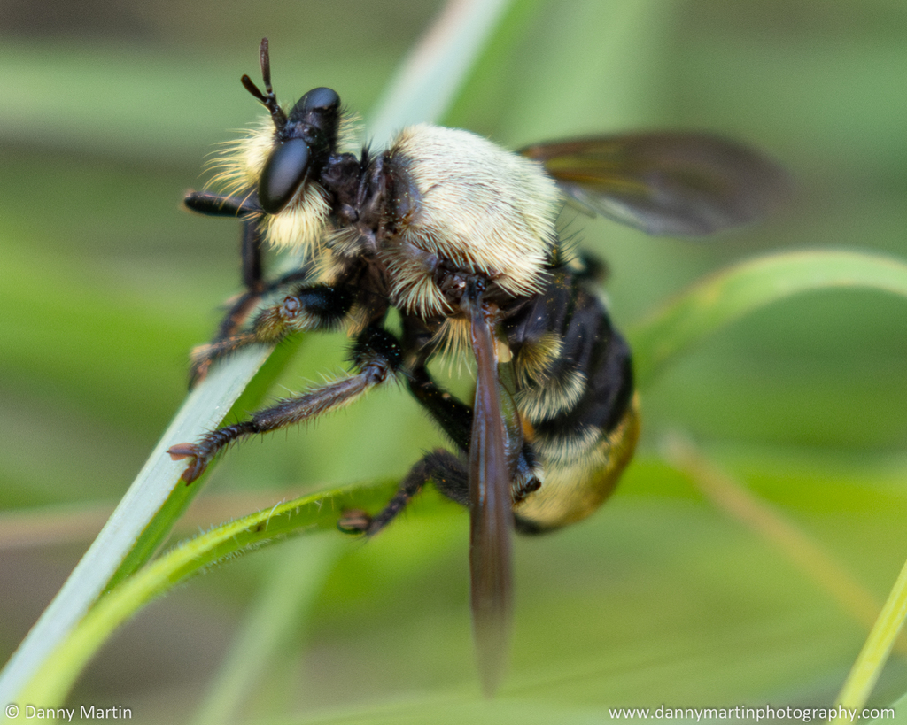 Prairie Laphria