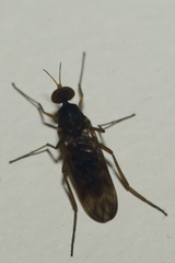 Sylvicola neozelandicus