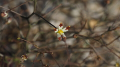 Nemacladus rubescens