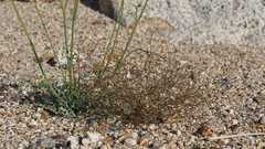 Nemacladus rubescens