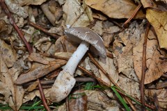 Amanita mairei