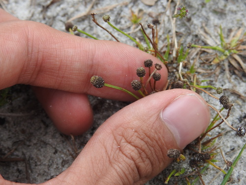 Engler's bogbutton (Lachnocaulon engleri)