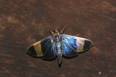 Pilocrocis xanthozonalis