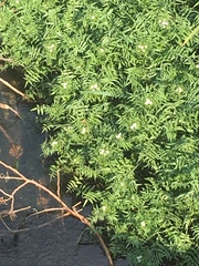 Nasturtium officinale