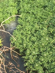 Nasturtium officinale