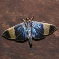 Pilocrocis xanthozonalis