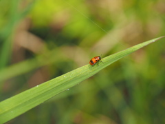 Coptocephala pallens