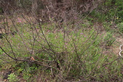 Fumaria muralis muralis