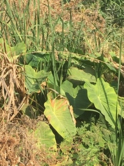 Colocasia esculenta