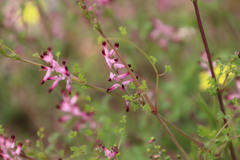 Fumaria muralis muralis