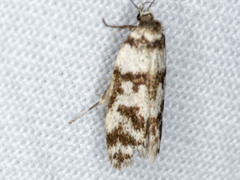 Philobota impletella