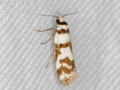 Philobota impletella