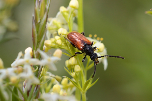 Mažūninis Grybsekis nuotrauka
