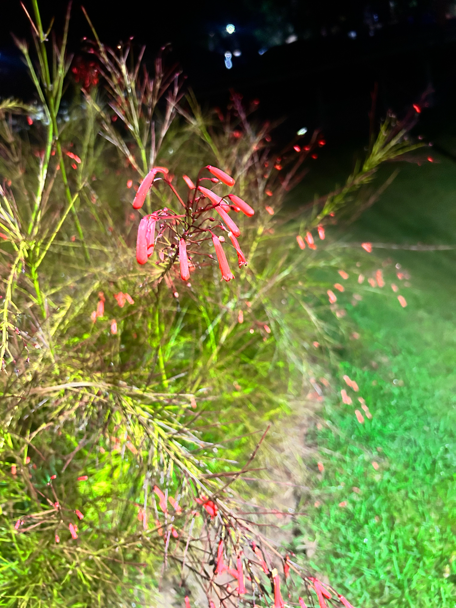 Russelia equisetiformis