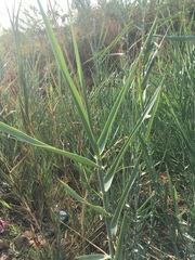 Phragmites australis australis