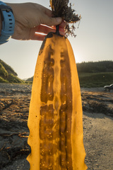 Saccharina cichorioides