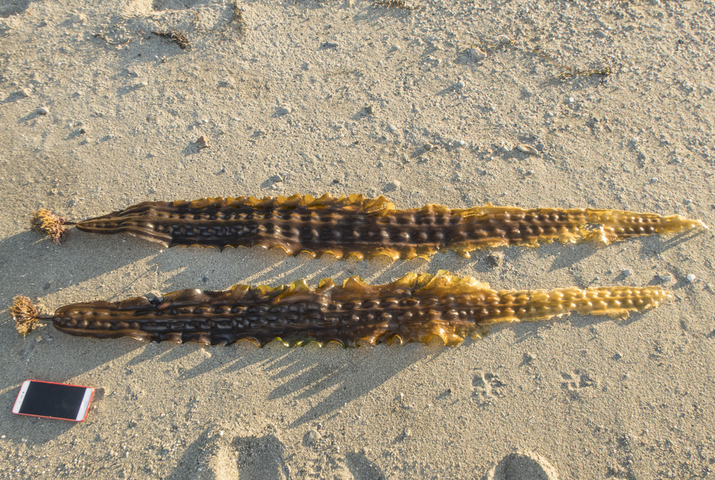 Saccharina cichorioides
