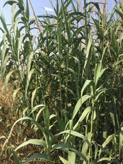 Phragmites australis australis