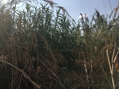 Phragmites australis australis