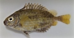 Siganus spinus
