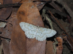 Catoria sublavaria