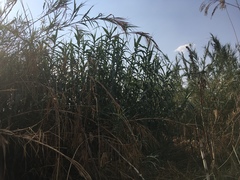 Phragmites australis australis