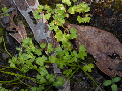 Hydrocotyle callicarpa