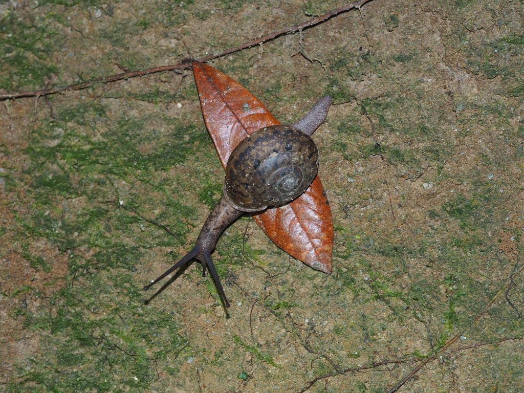 Satsuma formosensis
