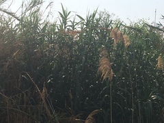Phragmites australis australis