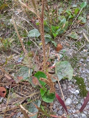 Plantago major