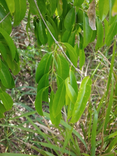 Bunchosia glandulosa, photograph 6