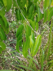 Bunchosia glandulosa, photograph (c) Kurt Miller, some rights reserved (CC BY-SA)