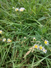 Erigeron annuus
