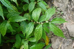 Elatostema cyrtandrifolium