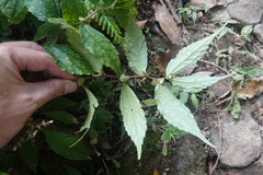 Elatostema cyrtandrifolium