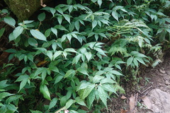 Elatostema cyrtandrifolium