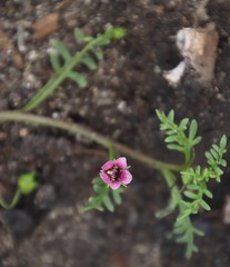 Diascia elongata
