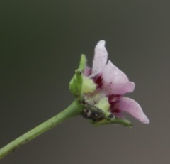 Diascia elongata