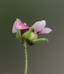 Diascia elongata
