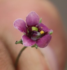 Diascia elongata