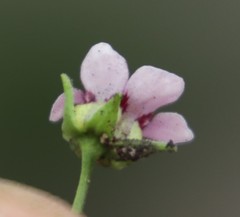 Diascia elongata