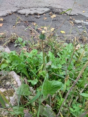 Taraxacum officinale