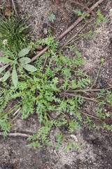 Diascia elongata