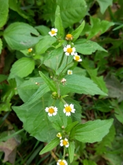 Galinsoga quadriradiata