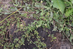 Phyllopodium capillare
