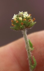 Phyllopodium capillare