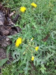 Sonchus arvensis