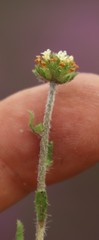 Phyllopodium capillare